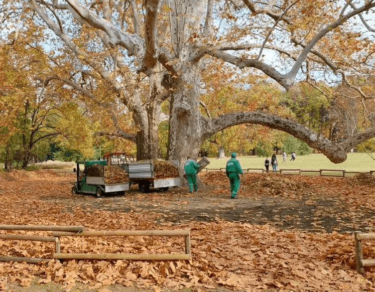 Ezért hagyják a leveleket Budapest parkjaiban