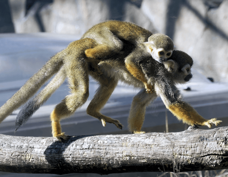 Baby boom a budapesti Állatkertben – Aranyos új lakók turistáknak!