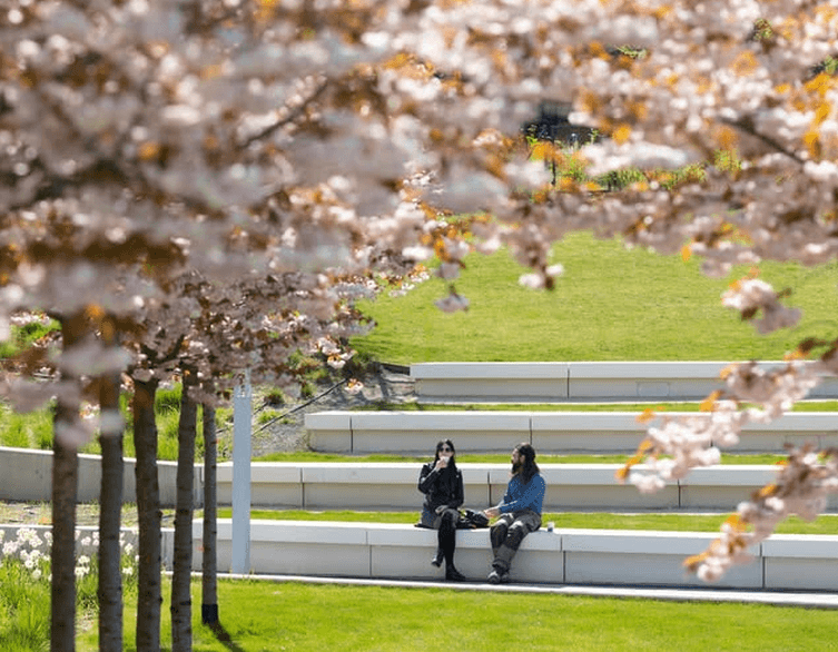 Budapesti cseresznyevirágzás