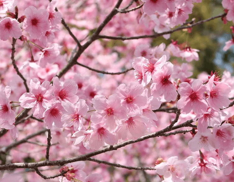 Budapesti cseresznyevirágzás